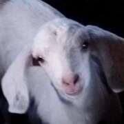 ヒメ日記 2025/05/18 02:30 投稿 ひなの沖縄美人 俺のジュニア