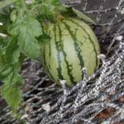 ヒメ日記 2025/05/21 10:26 投稿 ひなの沖縄美人 俺のジュニア