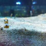 ヒメ日記 2025/06/01 04:36 投稿 ひなの沖縄美人 俺のジュニア