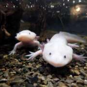 ヒメ日記 2025/06/15 14:26 投稿 ひなの沖縄美人 俺のジュニア