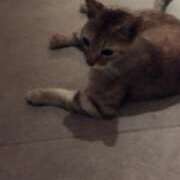 ヒメ日記 2025/06/28 01:36 投稿 ひなの沖縄美人 俺のジュニア