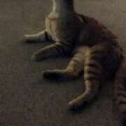 ヒメ日記 2025/06/29 00:26 投稿 ひなの沖縄美人 俺のジュニア