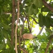 ヒメ日記 2025/10/19 09:16 投稿 ひなの沖縄美人 俺のジュニア