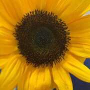 ヒメ日記 2025/11/07 23:46 投稿 ひなの沖縄美人 俺のジュニア