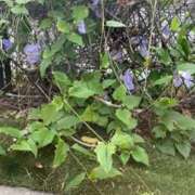 ヒメ日記 2026/01/21 09:46 投稿 ひなの沖縄美人 俺のジュニア