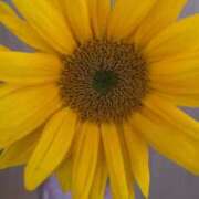 ヒメ日記 2026/04/30 00:16 投稿 ひなの沖縄美人 俺のジュニア