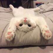 ヒメ日記 2025/04/23 01:56 投稿 ひろか爆乳は国宝です！ 俺のジュニア