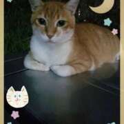 ヒメ日記 2025/08/11 01:04 投稿 ひろか爆乳は国宝です！ 俺のジュニア