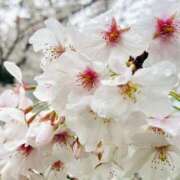 ヒメ日記 2025/04/01 13:00 投稿 にこ Sakura Spa