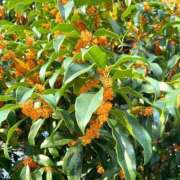 にこ 出勤情報📡 Sakura Spa