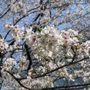 ヒメ日記 2026/04/07 20:51 投稿 にこ Sakura Spa