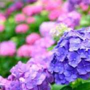 ヒメ日記 2025/06/26 03:45 投稿 芹沢 美咲 30代40代50代と遊ぶなら博多人妻専科24時