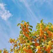 ヒメ日記 2025/11/09 20:24 投稿 芹沢 美咲 30代40代50代と遊ぶなら博多人妻専科24時