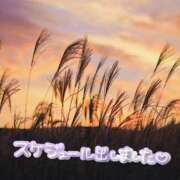 ヒメ日記 2025/11/15 05:18 投稿 芹沢 美咲 30代40代50代と遊ぶなら博多人妻専科24時