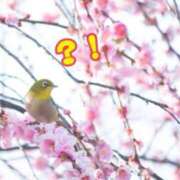 芹沢 美咲 🌷シフト🌷 30代40代50代と遊ぶなら博多人妻専科24時