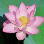 ヒメ日記 2025/07/22 18:54 投稿 永作 錦糸町おかあさん