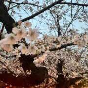 ヒメ日記 2026/03/31 20:20 投稿 永作 錦糸町おかあさん