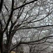 ヒメ日記 2025/04/03 22:29 投稿 沖田ななせ 一夜妻