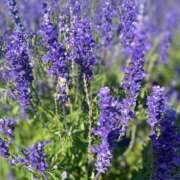 ヒメ日記 2025/09/22 18:38 投稿 サヤカARR 甲府人妻隊