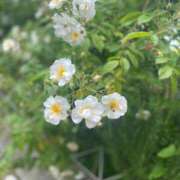 ヒメ日記 2025/09/23 19:10 投稿 サヤカARR 甲府人妻隊