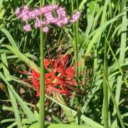 ヒメ日記 2025/09/26 15:16 投稿 サヤカARR 甲府人妻隊