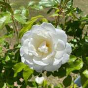 ヒメ日記 2025/09/29 19:05 投稿 サヤカARR 甲府人妻隊