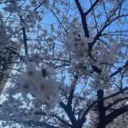 永作 26日と本日のお礼♥️【桜満開🌸】 西船橋おかあさん