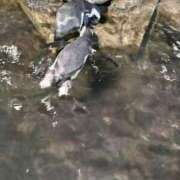 ヒメ日記 2025/09/12 19:24 投稿 ちえ 熟女家 豊中蛍池店