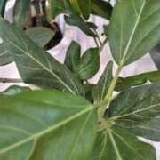 ヒメ日記 2025/09/24 11:29 投稿 ちえ 熟女家 豊中蛍池店