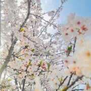 ヒメ日記 2025/04/08 18:52 投稿 さくら 熟女の風俗最終章 西川口店