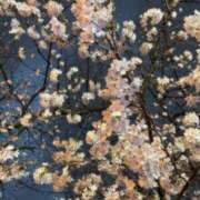 ヒメ日記 2025/11/26 22:31 投稿 真行寺きほ Mrs. Dandy