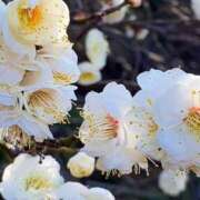 ヒメ日記 2026/02/03 07:45 投稿 あさひ ニュー姫