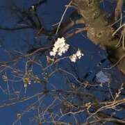 ヒメ日記 2026/03/22 07:35 投稿 あさひ ニュー姫