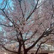 ヒメ日記 2026/03/24 07:35 投稿 あさひ ニュー姫