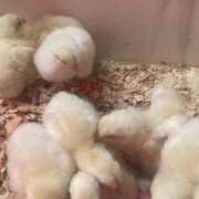 ヒメ日記 2025/06/26 20:10 投稿 るい 僕らのぽっちゃリーノin大宮