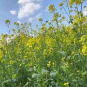 ヒメ日記 2026/04/09 12:50 投稿 いお 奥様特急　池袋・大塚店