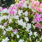 いお 会いたいな〜 奥様特急　池袋・大塚店