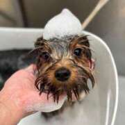 ヒメ日記 2026/03/01 22:26 投稿 楓（かえで） DAHLIA(ダリア)