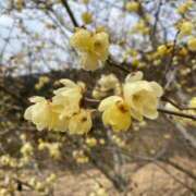 ヒメ日記 2025/02/02 09:00 投稿 柴咲 とわ SUMIRE