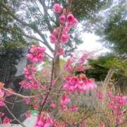 ヒメ日記 2025/03/16 11:44 投稿 柴咲 とわ SUMIRE