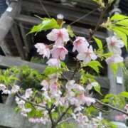 ヒメ日記 2025/03/23 17:44 投稿 柴咲 とわ SUMIRE