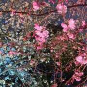 ヒメ日記 2025/04/05 08:48 投稿 柴咲 とわ SUMIRE