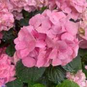 ヒメ日記 2025/06/01 12:31 投稿 柴咲 とわ SUMIRE