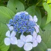 ヒメ日記 2025/06/22 20:53 投稿 柴咲 とわ SUMIRE