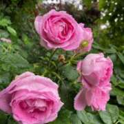 ヒメ日記 2025/07/01 08:12 投稿 柴咲 とわ SUMIRE