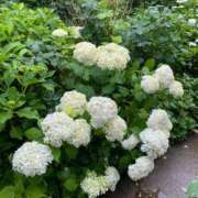 ヒメ日記 2025/07/05 22:25 投稿 柴咲 とわ SUMIRE