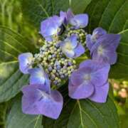 ヒメ日記 2025/07/21 08:41 投稿 柴咲 とわ SUMIRE