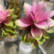 ヒメ日記 2025/08/08 14:19 投稿 柴咲 とわ SUMIRE