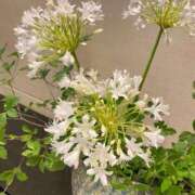 ヒメ日記 2025/08/18 08:47 投稿 柴咲 とわ SUMIRE