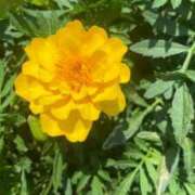 ヒメ日記 2025/08/25 19:20 投稿 柴咲 とわ SUMIRE